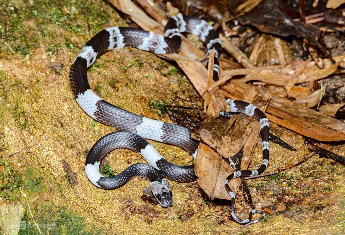 Phát hiện loài rắn khuyết Đài Loan hiếm gặp