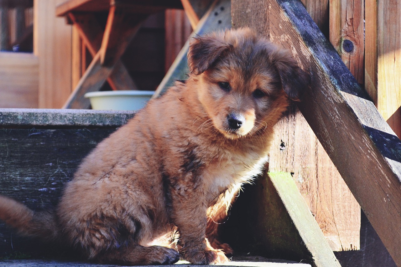 Bùn Con Chó Dễ Thương Cún Yêu - Ảnh miễn phí trên Pixabay - Pixabay