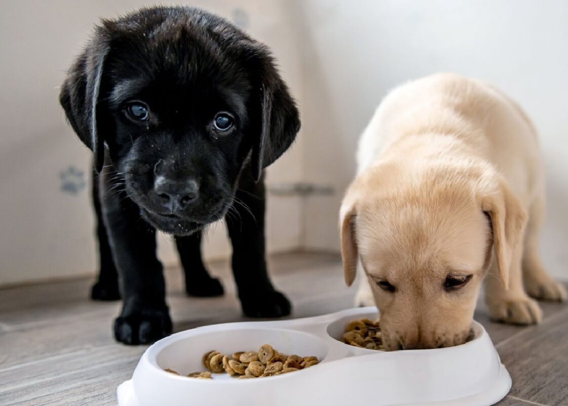 Những điều nên biết về thức ăn dành cho chó con và cách cho ăn hợp lý - Tiến Thắng Vet